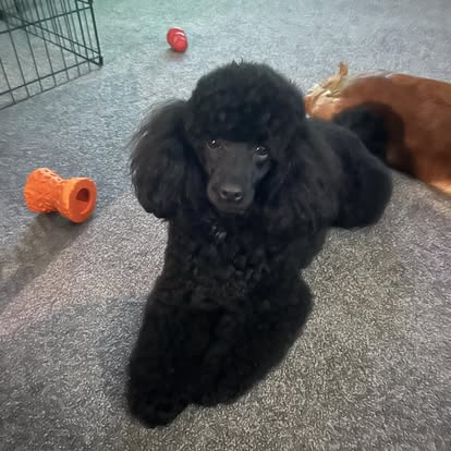 Black poodle after grooming