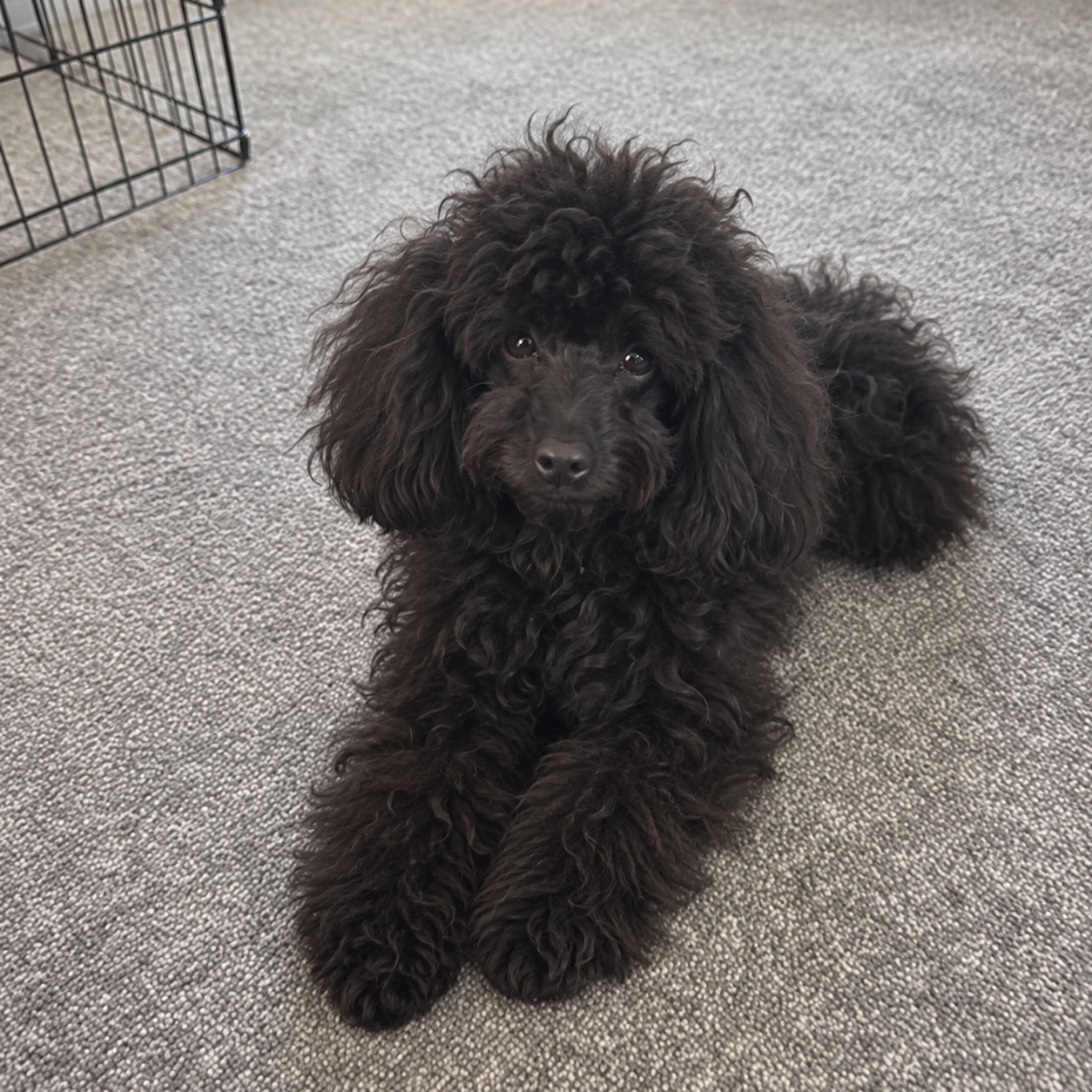 Black poodle before grooming